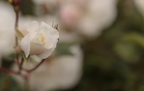 Biała róża na zielonym tle — Zdjęcie stockowe