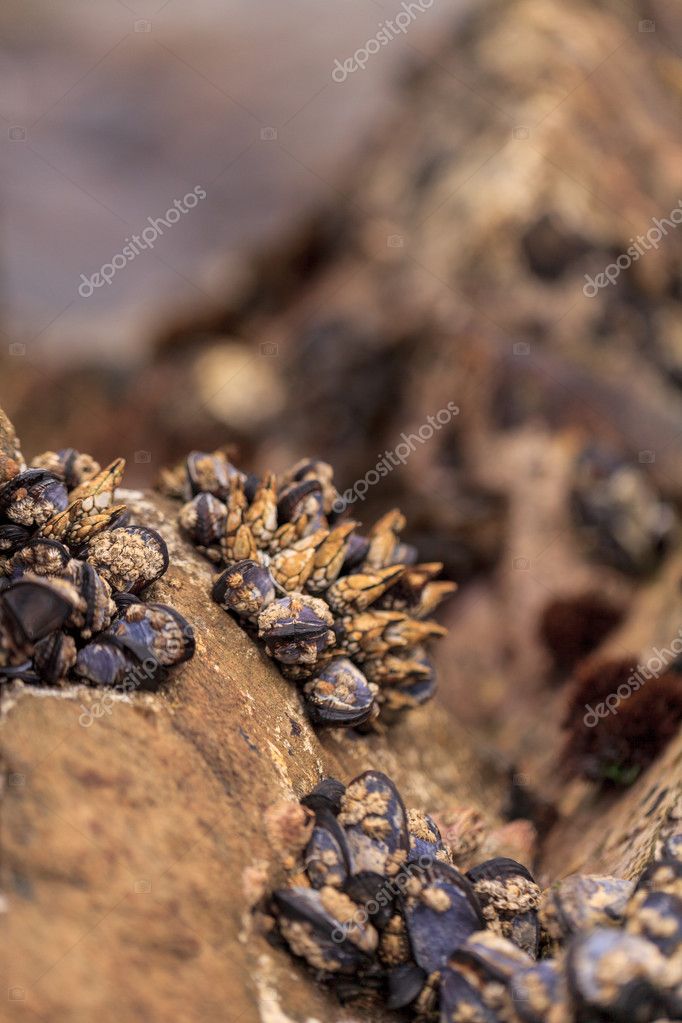 Gooseneck Barnacle Pollicipes Polymerus Clusters Stock Photo C Stephstarr9363 Gmail Com