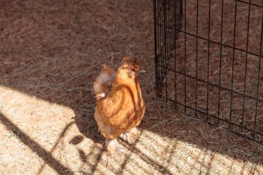 Lehçe tavuk Gallus tutkunu bağcıklı 