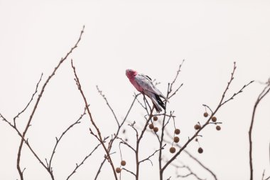 Rose Kakadu kuş Eolophus roseicapilla memeli