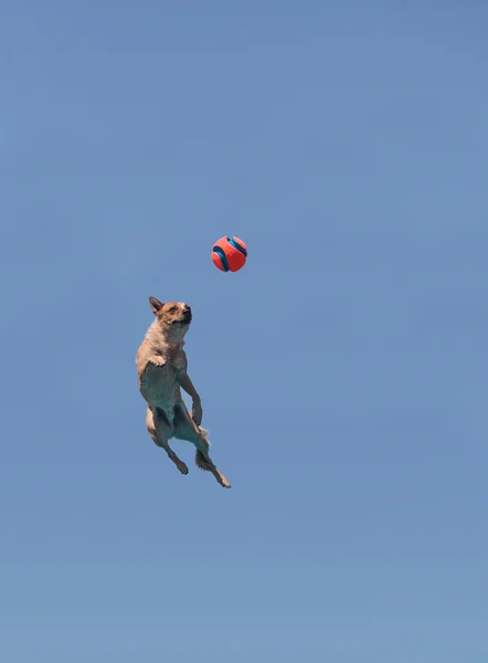 Australian cattle dog jumps — Stock Photo, Image