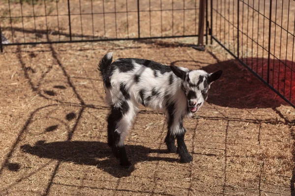 Black and white baby Nigerian dwarf goat — Stock Photo, Image
