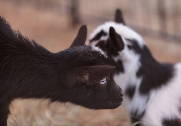 Chèvre naine nigériane bébé noir et blanc — Photo