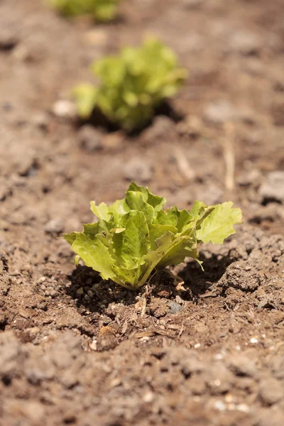 Lechuga fresca de mantequilla madura —  Fotos de Stock