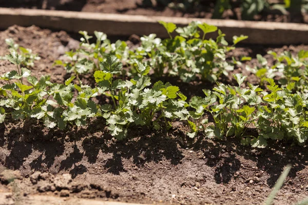 Fresh ripe cilantro grows — Stock Photo, Image