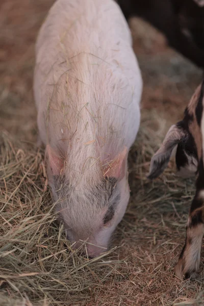 Cerdo rosado conocido como minipig de Gottingen — Foto de Stock