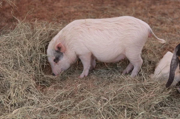 Cerdo rosa Gottingen minipig — Foto de Stock