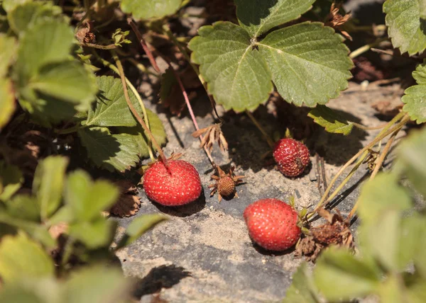 Färska mogna jordgubbar växer på en liten ekologisk gård — Stockfoto