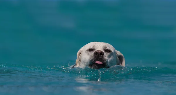 Gelber Labrador Retriever schwimmt — Stockfoto