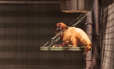 Altın Aslan pembe maymun Leontopithecus rosalia maymun