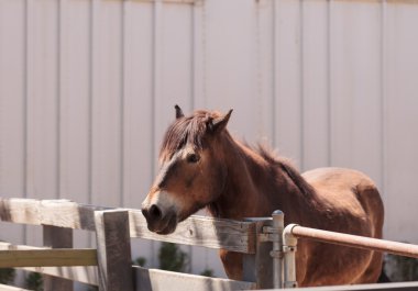 Exmoor midilli Equus ferus caballus