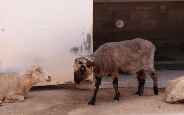 Karakul schapen op een boerderij — Stockfoto