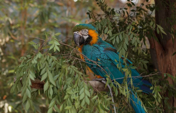 Blauwe en gele Ara vogel Rechtenvrije Stockafbeeldingen