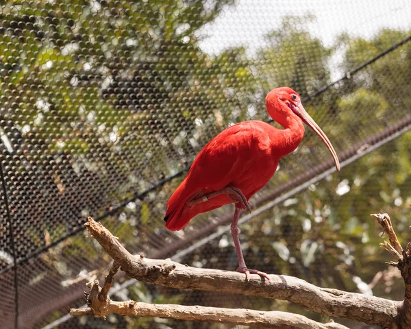 Scarlet ibis, Eudocimus ruber bird — Stock Photo, Image