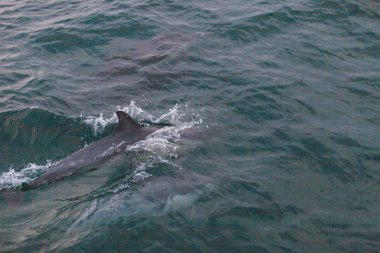 Kısa gagalı bayağı yunus Delphinus pod
