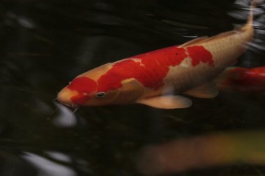 Koi balığı, Cyprinus carpio haematopterus