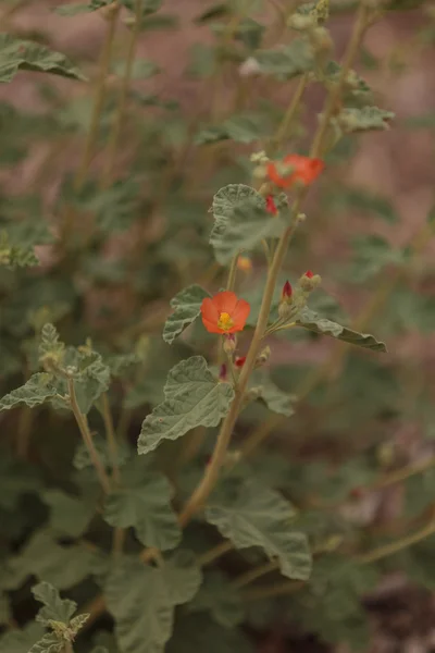 Kleine orangefarbene Blüten der Aprikosenmalvenpflanze — Stockfoto