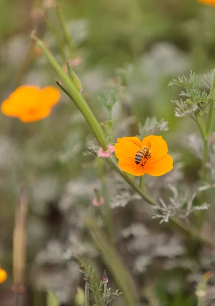 Honeybee, Hylaeus, gathers pollen on a flower — Stock Photo, Image