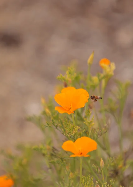 Honeybee, Hylaeus, gathers pollen on a flower — Stock Photo, Image