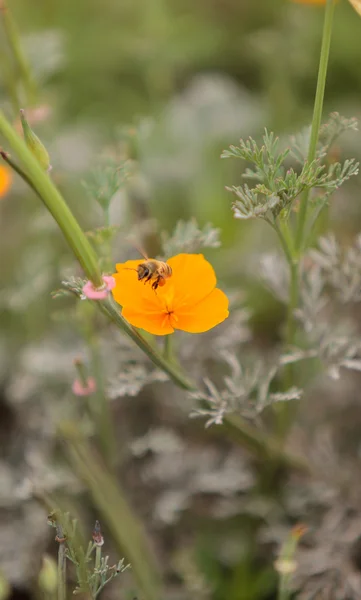 Honeybee, Hylaeus, gathers pollen on a flower — Stock Photo, Image