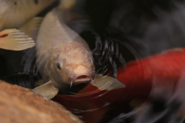 Koi ryb, Cyprinus carpio haematopterus — Zdjęcie stockowe