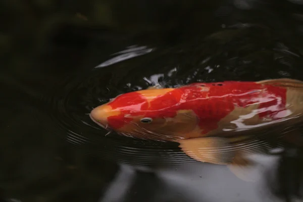 Pez koi, Cyprinus carpio haematopterus — Foto de Stock