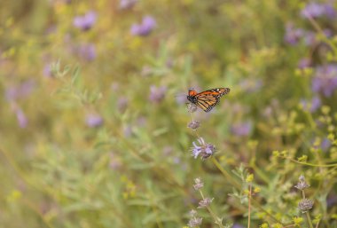 Kral kelebeği, Danaus plexippus