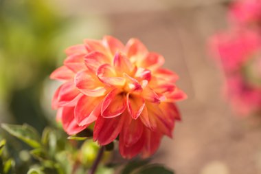 Pembe barbarry topu dahlia çiçeği 