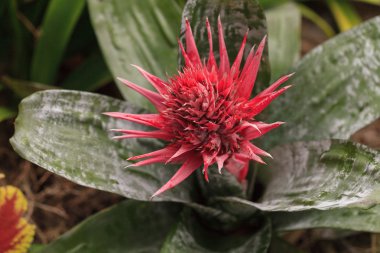Pembe bromeliad çiçek Aechmea fasciata