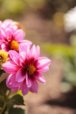Hayranlık denilen pembe Dahlia çiçeği