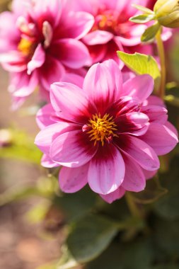 Hayranlık denilen pembe Dahlia çiçeği