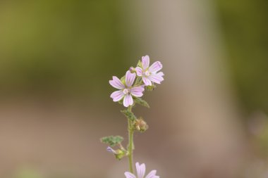Pembe ve beyaz bahar güzellik çiçek Claytonia virginica