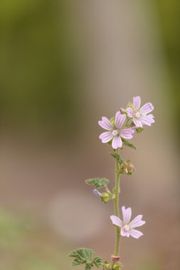 Pembe ve beyaz bahar güzellik çiçek Claytonia virginica