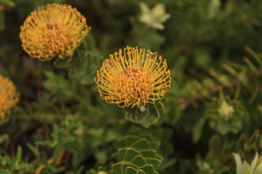 Sarı iğnelik protea Leucospermum cordifolium 