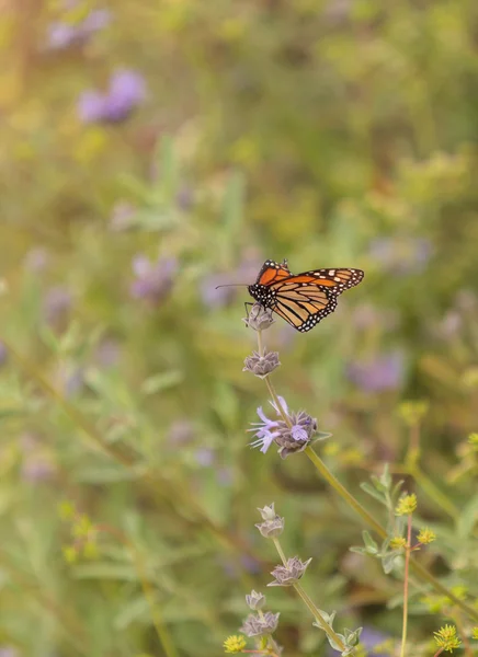 Mariposa monarca, Danaus plexippus — Foto de Stock