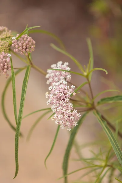 Racimos de flores de color rosa claro de la maleza de hoja estrecha —  Fotos de Stock