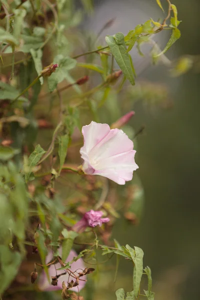 Roze shiva morning glory bloem Ipomoea purpurea — Stockfoto