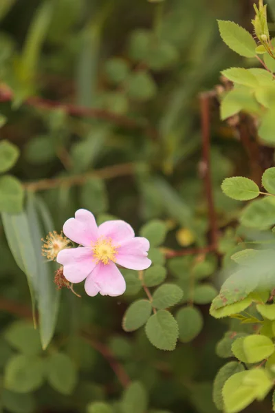 Wild roses on a beach — Stock Photo, Image