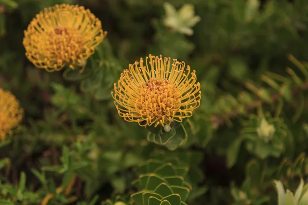 Cojín amarillo protea Leucospermum cordifolium — Foto de Stock