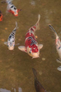 Koi balığı, Cyprinus carpio haematopterus