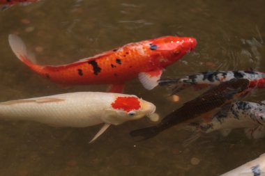 Koi balığı, Cyprinus carpio haematopterus