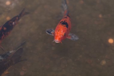 Koi balığı, Cyprinus carpio haematopterus