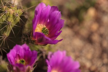 Ferocactus emoryi çiçek 