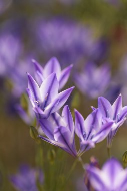Mor mavi Agapanthus çiçekleri