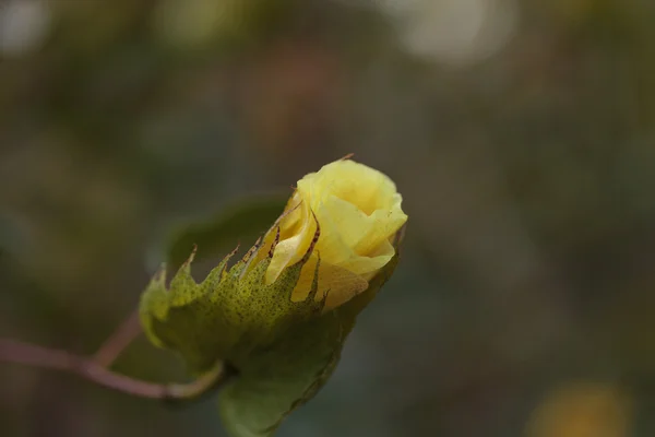 Drzewo bawełniane, Gossypium barbadense — Zdjęcie stockowe