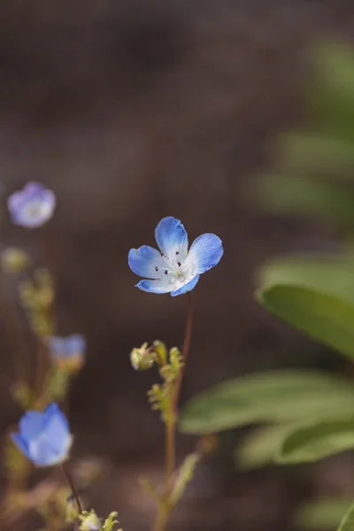 Blu Nemophila Bambino Occhi Blu fiore — Foto Stock
