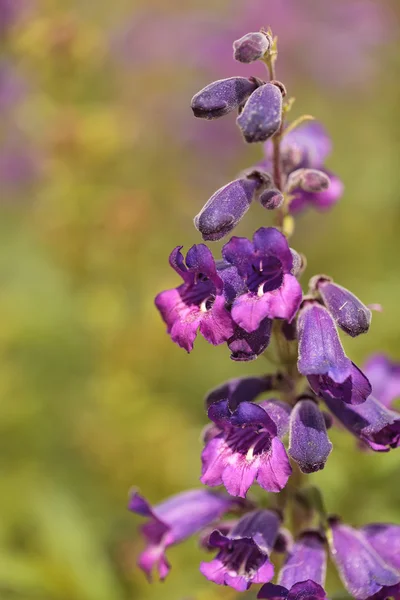 Fioletowe kwiaty z Salvia farinacea Texas Violet — Zdjęcie stockowe