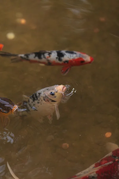 Кои рыба, Cyprinus carpio haematopterus — стоковое фото