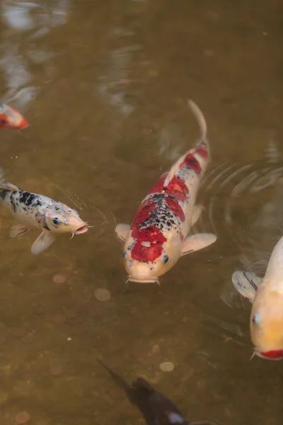 Pez koi, Cyprinus carpio haematopterus — Foto de Stock