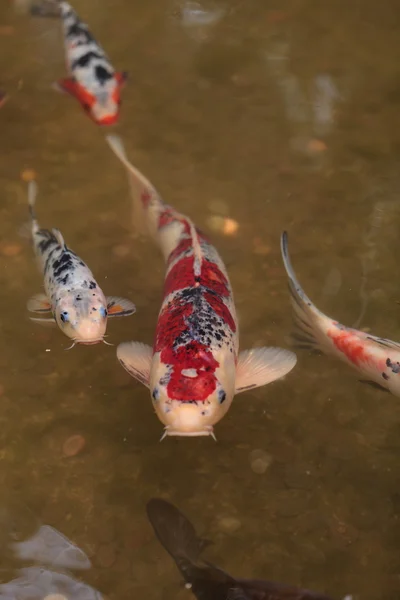 Koi-Fische, Cyprinus carpio haematopterus — Stockfoto